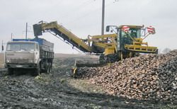 В передовых хозяйствах Пензенской области рентабельность сахарной свеклы превысила 100 %