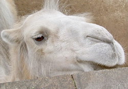 В зоопарке Пензы родился белый верблюжонок