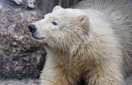 В пензенский зоопарк привезли белого медведя