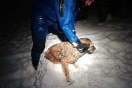 В Пензе спасатели вытащили собаку из ледяной воды