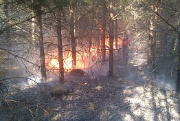В Лунинском районе 11 августа потушили лесной пожар