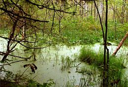 В Пензенской области двух мужчин убили и утопили в болоте, привязав к ногам груз