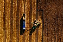 В Пензенской области средняя урожайность зерновых составляет 44 ц/га 