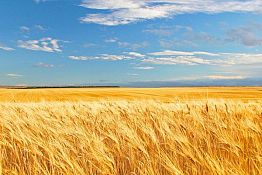 В Пензенской области объем аграрного производства составил почти 50 млрд. руб.