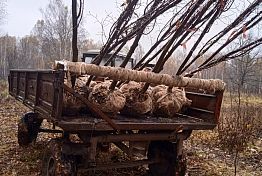 В Городищенском районе «липовые» браконьеры выкопали 107 деревьев