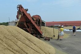 В Пензенской области убрано 50 процентов зерновых и зернобобовых